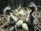 Two Great Blue Heron Fledglings Sit Near Eggs in a Nest Photographic Print by Michael S. Quinton
