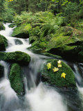Mountain Stream Cascading Around Moss-Covered Rocks Photographie par Norbert Rosing
