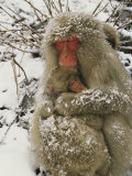 Japanese Macaques (Macaca Fuscata), Mother and Baby, Jigokudani, Japan Photographic Print by Roy Toft