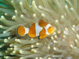 Clown Anemonefish in Sea Anemone, Pacific Ocean Reprodukcja zdjęcia autor Joe Stancampiano Clown Anemonefish in Sea Anemone, Pacific Ocean Reprodukcja zdjęcia autor Joe Stancampiano