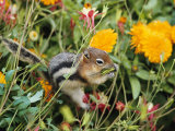 A Golden-Mantled Ground Squirrel Nibbles a Meal Amidst Wildflowers Photographic Print by George F. Mobley