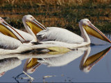 Three Eastern White Pelicans Rest Upon the Waters of a Lake Photographic Print by Beverly Joubert