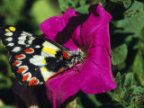A Butterfly Lands on a Pink Flower Impressão fotográfica por Jonathan Blair