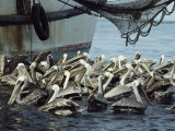 Pelicans Float in Water Near a Shrimp Boat Photographic Print by Bill Curtsinger
