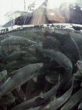 A Fishing Boat Pulls in a Seine Net Filled with Chum Salmon Photographic Print by Bill Curtsinger