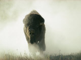 Bison Kicking up Dust Photographie par Lowell Georgia