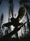 A great gray owl, five or six weeks old, spreads his wings wide Lámina fotográfica por Michael S. Quinton A great gray owl, five or six weeks old, spreads his wings wide Lámina fotográfica por Michael S. Quinton