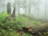 Woodland View in Fog with Ferns and Decaying Tree Trunk Photographic Print by Norbert Rosing