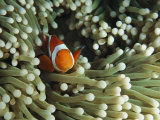 Clown Anemonefish in Sea Anemone, Pacific Ocean Fotografie-Druck von Joe Stancampiano