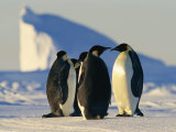 Emperor Penguins on the Frozen Southern Ocean Photographic Print by Maria Stenzel