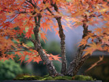 Tree Branches of a Bonsai Japanese Maple Tree (Acer Palmatum) Photographie par Darlyne A. Murawski