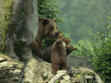 Brown Bear with Cubs, Bayerischer Wald National Park, Germany Photographie par Norbert Rosing