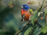 Painted Bunting (Passerina Ciris), Corkscrew Swamp Sanctuary, Florida Photographie par Roy Toft