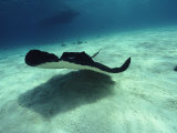 Stingray, Cayman Islands, West Indies Photographic Print by Joe Stancampiano