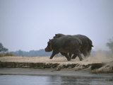 Two hippos stir up dust as they trot along the waters edge Lámina fotográfica por Beverly Joubert Two hippos stir up dust as they trot along the waters edge Lámina fotográfica por Beverly Joubert