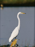 A Great Blue Heron Stands Beside a Squacco Heron Photographic Print by Beverly Joubert