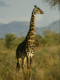 A Giraffe in the Wild Photographic Print by Michael Fay