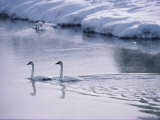 Serene Adult Trumpeter Swans Sail the Snow-Banked Madison River Photographic Print by Raymond Gehman