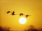Silhouetted Sandhill Cranes against a Setting Sun Photographie par Lowell Georgia