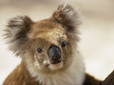 Portrait d'un koala Photographie par Joe Scherschel
