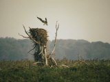 An Osprey Lands on its Nest Photographie par Walter Meayers Edwards