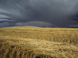 Storm Clouds and a Rainbow over a Manitoba Wheat Field Photographic Print by Medford Taylor