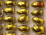 Beetle Specimens in a Lab of the National Biodiversity Institute Photographic Print by Steve Winter
