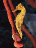 A Longsnout Seahorse, Hippocampus Reidi, with Tail Curled on a Sponge Photographic Print by Bill Curtsinger