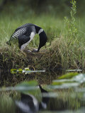 A Loon Raises Itself to Turn its Eggs with its Beak While Incubating Photographic Print by Michael S. Quinton