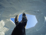 A Man Building an Igloo Photographic Print by Norbert Rosing