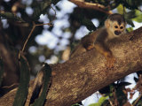 Squirrel Monkey in Tree Photographic Print by Steve Winter