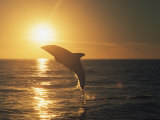 A Dusky Dolphin, Lagenorhynchus Obscurus, Leaps from the Water Lámina fotográfica por Bill Curtsinger A Dusky Dolphin, Lagenorhynchus Obscurus, Leaps from the Water Lámina fotográfica por Bill Curtsinger