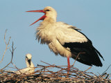 Stork Vocalizing in Nest with Young Photographic Print by Norbert Rosing