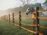 A Horse Watches the Mist Roll in over the Fields Photographie par Richard Nowitz