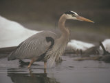 Close View of a Great Blue Heron Searching the Shallows for Food Photographic Print by Michael S. Quinton
