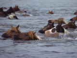 Wild Chincoteague Ponies Swim the Assateague Channel to Auction Photographic Print by Medford Taylor