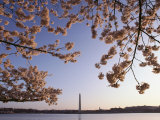 Cherry Blossoms Frame a View of the Washington Monument Photographic Print by Kenneth Garrett