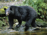 A Black Bear, Ursus Americanus, Walks Along a Rocky Bank Photographic Print by Bill Curtsinger