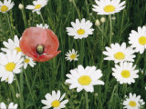 View of a Single Poppy in a Field of Daisies Fotografie-Druck von Paul Zahl