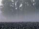 Morning Mist over a North Carolina Cotton Field Photographic Print by Medford Taylor