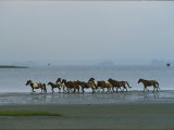Wild Chincoteague Ponies Run Through the Assateague Island Surf Photographic Print by Medford Taylor