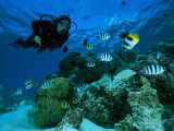 Diver Swimming with Butterfly Fish and Scissor-Tail Sergeants Photographic Print by Tim Laman