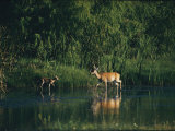 White-Tailed Deer Enjoy Year-Round Asylum at the Aransas Refuge in Coastal Texas Photographic Print by Farrell Grehan