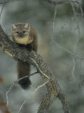 An American marten in a tree during a light snowfall Lámina fotográfica por Michael S. Quinton