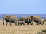 A Group of African Elephants Photographie par Norbert Rosing