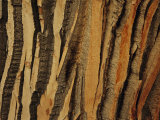 Close View of Bark on an Old Growth Cottonwood Tree Photographic Print by Raymond Gehman