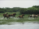 A Herd of Chincoteague Ponies Thunder Through the Assateague Marshes Lámina fotográfica por Medford Taylor A Herd of Chincoteague Ponies Thunder Through the Assateague Marshes Lámina fotográfica por Medford Taylor