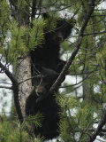 American Black Bear Cubs Climb a Lodgepole Pine Photographic Print by Michael S. Quinton