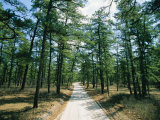 Sand Road Through the Pine Barrens, New Jersey Photographic Print by Skip Brown