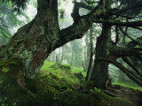 Ancient Fir Trees in Forest Photographic Print by Norbert Rosing
